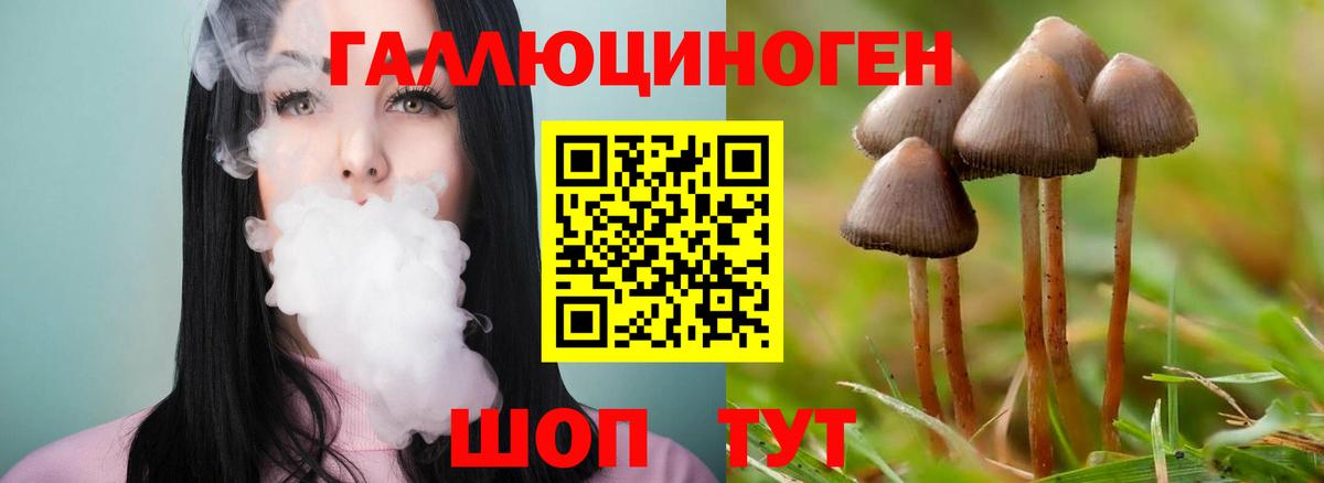 Псилоцибиновые грибы Psilocybine cubensis Анапа